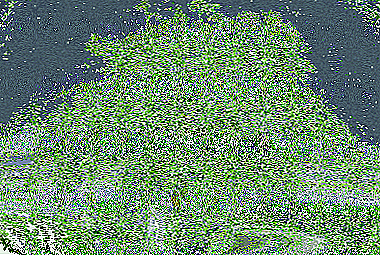 สีเขียวของ Openwork ในมุมที่ร่มรื่น - Adiantum: รูปภาพและเคล็ดลับสำหรับการดูแลที่บ้าน