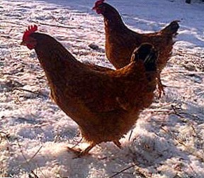 To the violation of the main vital processes in chickens leads to vitamin deficiency B1