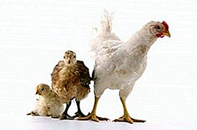 What is the danger of vitamin A deficiency in chickens and why does the bird's gait change?