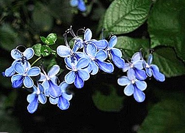 Butterflies on the windowsill - Ugandan Clerodendrum: photo and care at home