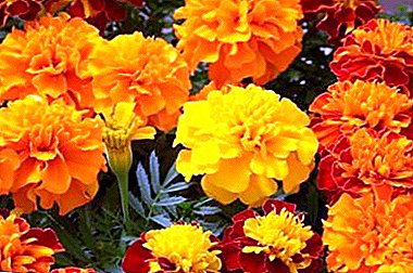 Marigold: dyrkning og pleje. Hvordan man holder en blomst smuk?