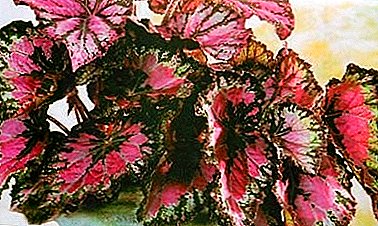 Royal Begonia - especialmente la reina begonias en crecimiento