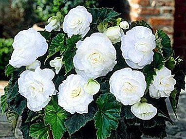 Terry begonia - a charming and sensitive flower