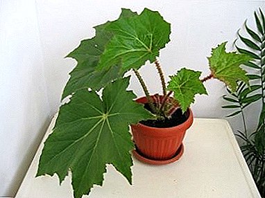 Бегониа Воротницхковаиа - украсна цветна биљка из Мексика