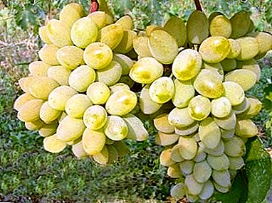 著名な両親からの白またはピンクの雑種 - チムールのブドウ品種