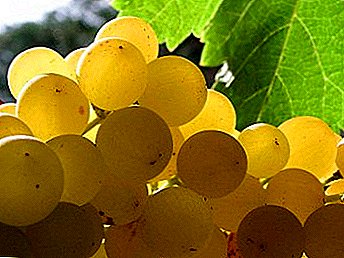 White grapes Bianka - a technical grade with high rates