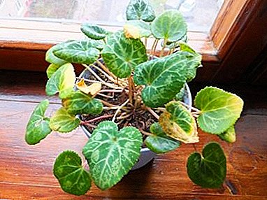 Worried about the flower: what to do if cyclamen leaves turn yellow or it fades?