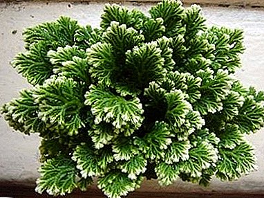 Onsterfelijke plant "Selaginella Scaly-whistling" (Lepidofill): zorg thuis