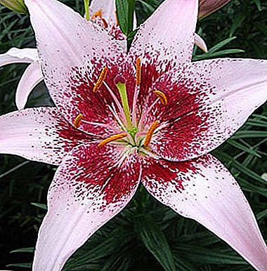 Immaculate blooming plant - Asian Lily: foto- en bloemenverzorging
