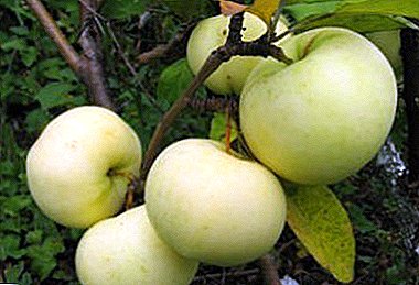 Biologisk værdifuld vifte af æbler - Altai Phoenix