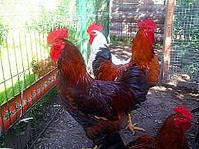 Snelgroeiend ras met goede spiermassa - Magyaarse kippen