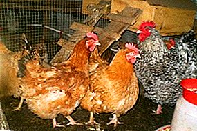 Ayam yang tumbuh cepat dengan massa otot yang besar - membiakkan Raksasa Hungaria