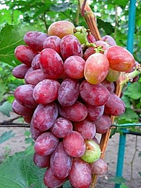 Noble, sweet and fragrant grape "Count of Monte - Cristo"
