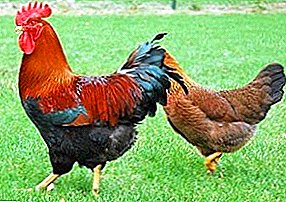 مقاتلة وطبقة ولحوم الذبيحة - دجاج سلالة فيلزومر