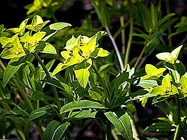 Ricco di proprietà medicinali perenni Euphorbia Pallas (radice di muzhik)