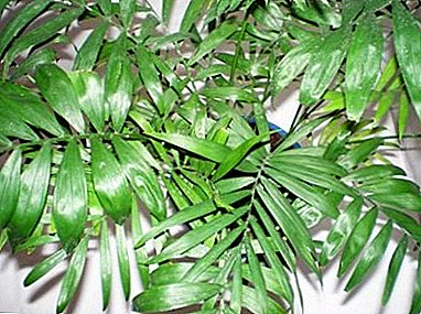 Ziekten en problemen bij het kweken van Hamedorei-palm