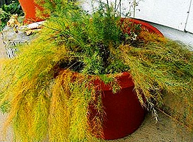 Krankheiten und Schädlinge Spargel, was tun, wenn die Pflanze gelb wird und überschüttet wird?