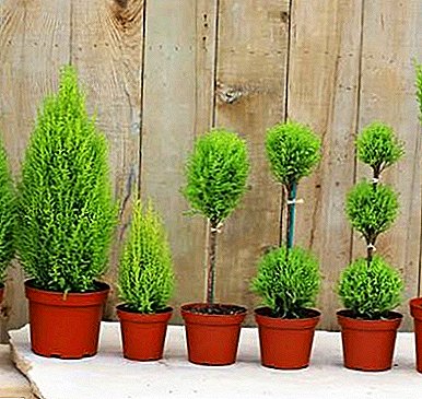 Diseases and pests of indoor cypress: why dries? What to do with other problems?