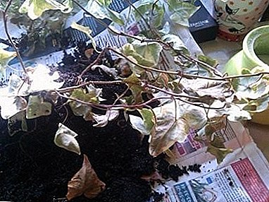 Ivy onemocnění a škůdci: proč břečťan suché a jak to může být pomohlo?