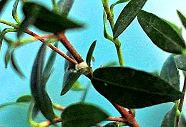 Diseases and pests of evergreen myrtle: what to do if the leaves are withered, fall off and curl?