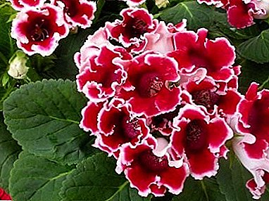 More gloxinia good and different! Propagation by seeds and parts of a plant