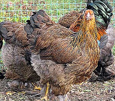 Grote en sterke kippen van vleesras - Grouse Brama