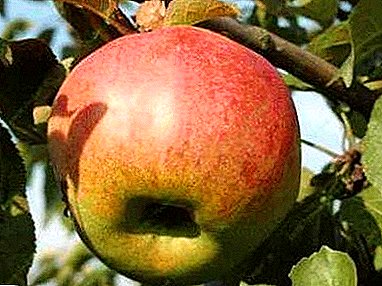 Große Erträge und leckere Früchte sorgen für eine Vielzahl von Apfelbäumen "Jugend"