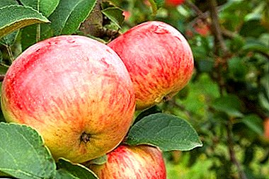 Borovinka - nhiều loại táo, phổ biến ở Nga và nước ngoài