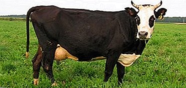 Burenki "Yaroslavl" breed - one of the best representatives of the dairy direction