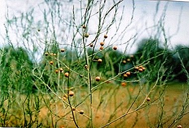 Cultivo de espárragos officinalis en campo abierto, foto de una planta