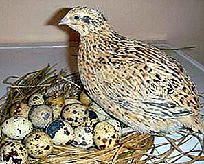 Content, feeding and breeding quail at home
