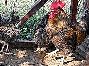 Valuable breed for personal and farmer households - Megrul chickens