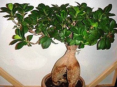 A piece of Asia in your home - the ficus "Retuz"