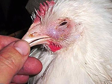 Enfermedades oculares comunes en pollos. Síntomas y métodos de tratamiento.