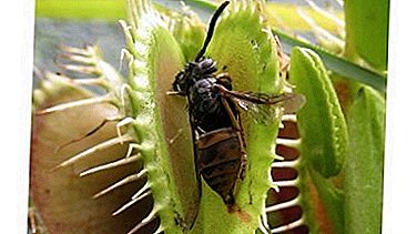 How to feed a Venus flytrap?