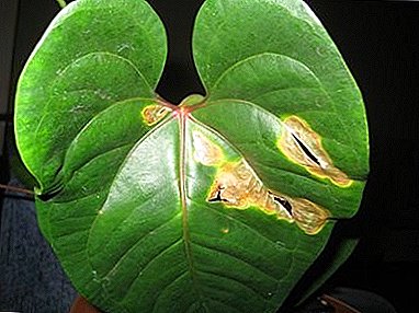 What is sick Anthurium?