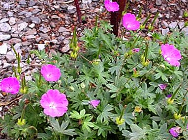 What good geranium Max Fry, and how to grow it right?