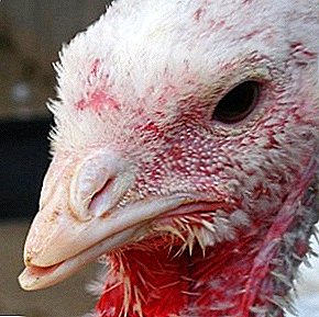 Hva er faren for kannibalisme hos kyllinger og hvordan å forebygge forfalskninger i lag?