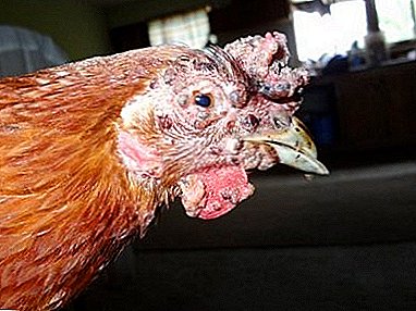 Wie gefährlich sind Pocken für Hühner und was tun, wenn die Krankheit Ihre Vögel befällt?