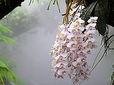 Apa rama-rama merah jambu menawan hati dengan penanam bunga dan bagaimana untuk menjaga phalaenopsis Schiller?