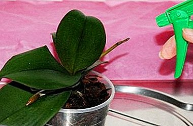 Bagaimana memberi makan anggrek phalaenopsis, kapan dan bagaimana menggunakan pupuk?