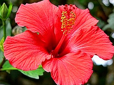 Qu'est-ce qu'un hibiscus utile? Propriétés, indications, avantages et inconvénients