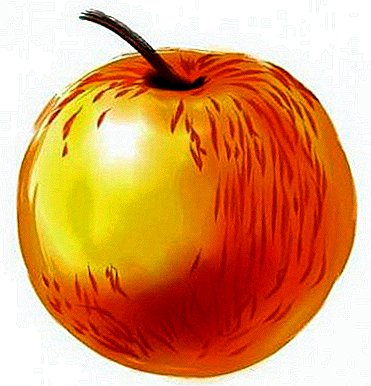 Hva er Solntsedars berømte epler? Nyttig informasjon for gartnere