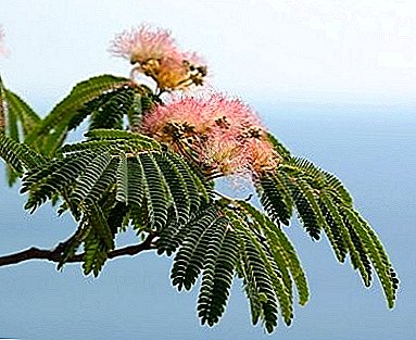 What is unique about Lenkoran Acacia or Silk Albizia?