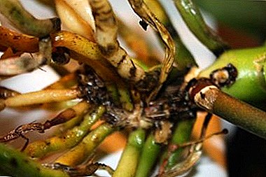 Folhas de orquídea e raízes ficam pretas: por que isso acontece e como evitá-lo?