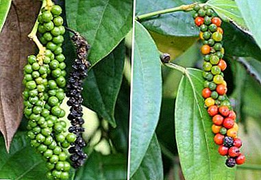 Črni poper: značilnosti pridelave, kot tudi koristi in škodo priljubljenih začimb