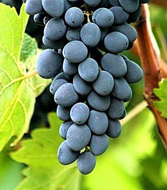 Uvas negras Moldavia: descripción de la variedad, sus características y fotos.