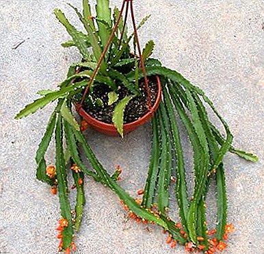 Schuppiger Kaktus - Lepismium kreuzförmig
