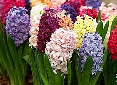 What to do next with a hyacinth at home when it has faded?