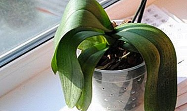 Wat te doen als orchideeënbladeren turgor en rimpel zijn? Waarom is er een probleem?